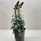 SnapDragon