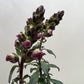 SnapDragon