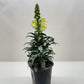 SnapDragon