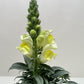 SnapDragon