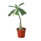 Succulent Adenium obesum ‘Desert Rose’ – Exotic Blooming Beauty