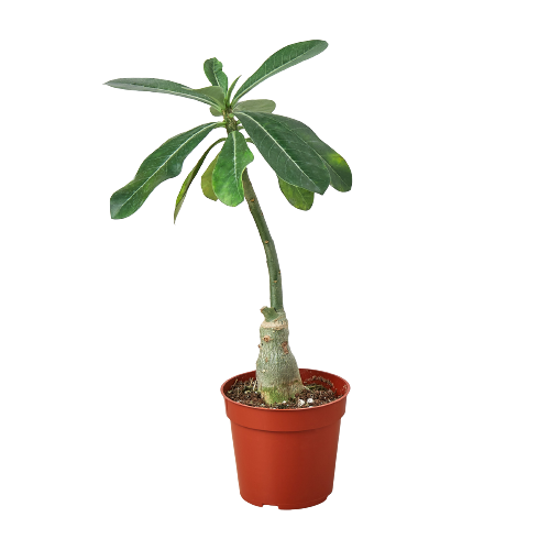 Succulent Adenium obesum ‘Desert Rose’ – Exotic Blooming Beauty