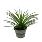 Succulent Agave Twin Flower