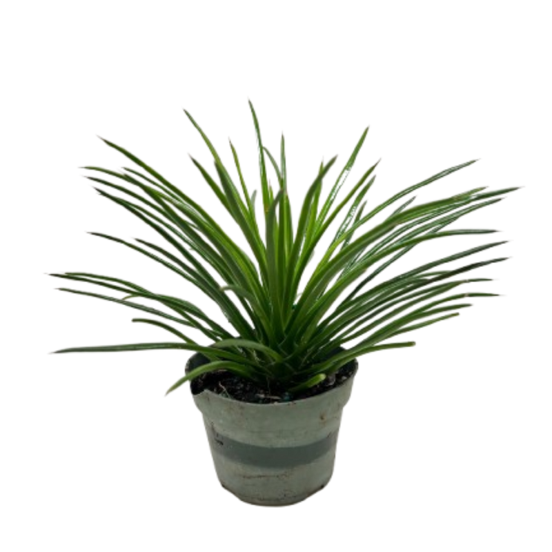 Succulent Agave Twin Flower