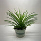 Succulent Agave Twin Flower