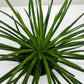 Succulent Agave Twin Flower