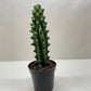 Succulent Cactus Ghost White Boobie