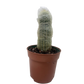 Succulent Cactus Old Man