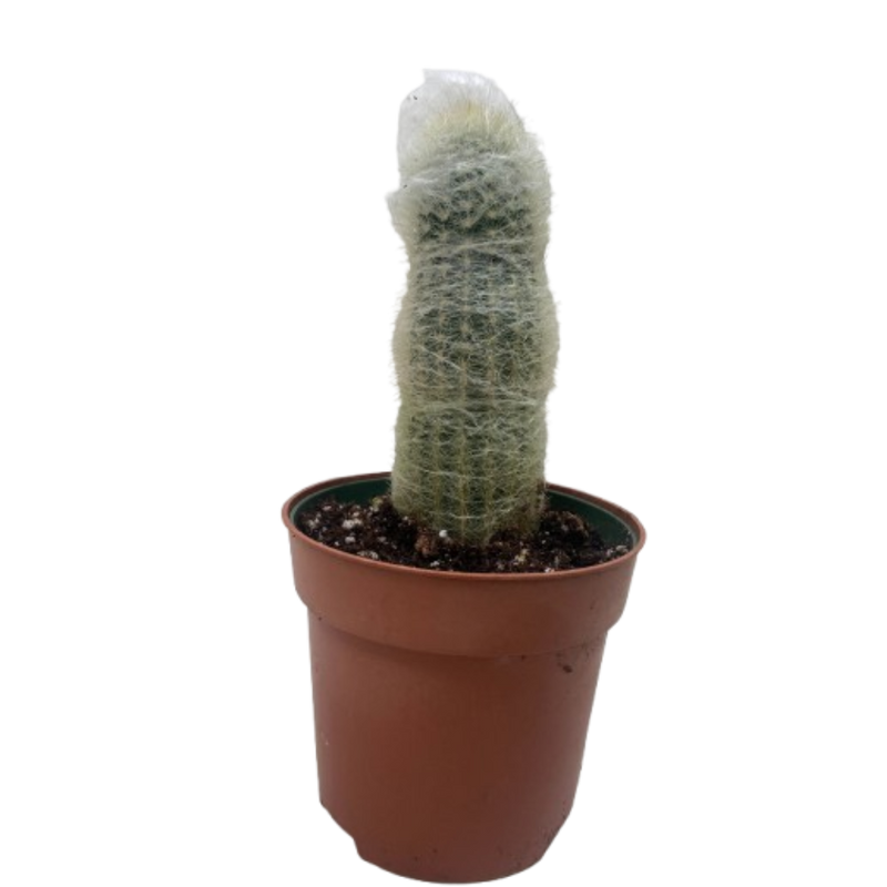 oldest succulent Succulent Cactus Old Man