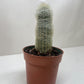 Succulent Cactus Old Man