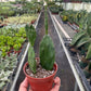 Opuntia basilaris – Prickly Pear Cactus (4" Pot)