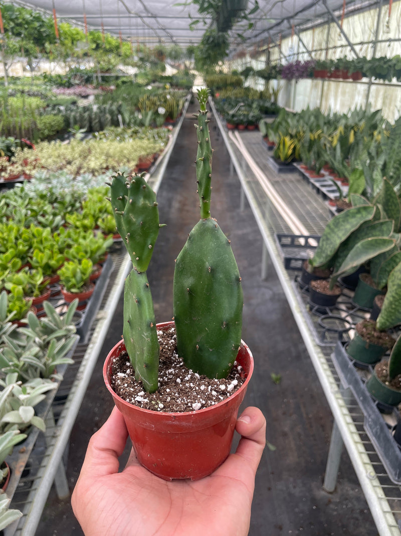 Opuntia basilaris – Prickly Pear Cactus (4" Pot)