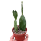 Opuntia basilaris – Prickly Pear Cactus (4" Pot)