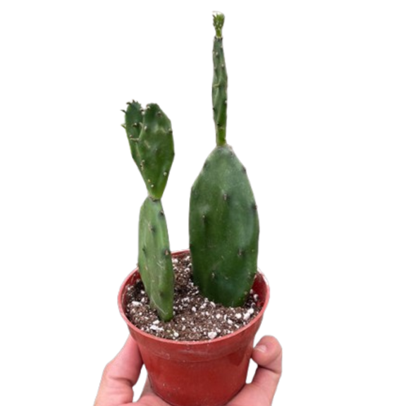 underwatered prickly pear cactus Opuntia basilaris – Prickly Pear Cactus (4" Pot)