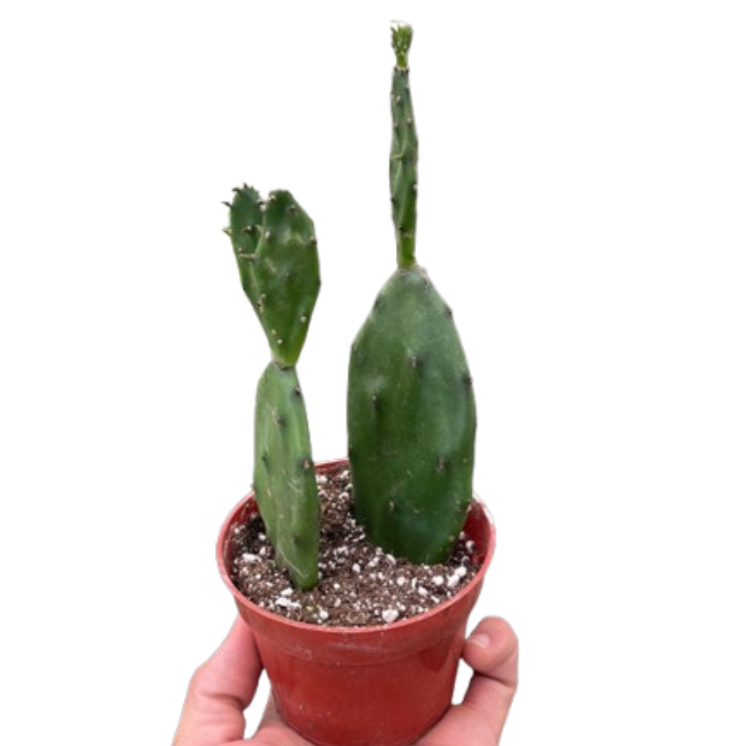 Opuntia basilaris – Prickly Pear Cactus (4" Pot)
