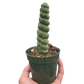 Succulent Unicorn Cactus