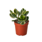 Succulent Crassula Jade Variegated