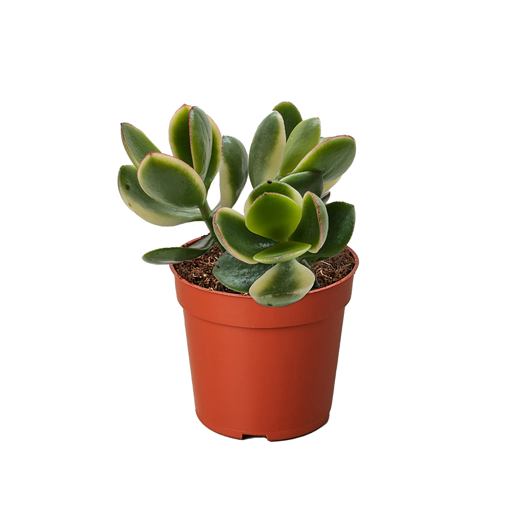 Var Garland Succulent Crassula Jade Variegated – The Garland Guy