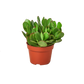 Mystery Succulent Box – A New Surprise Every Month!