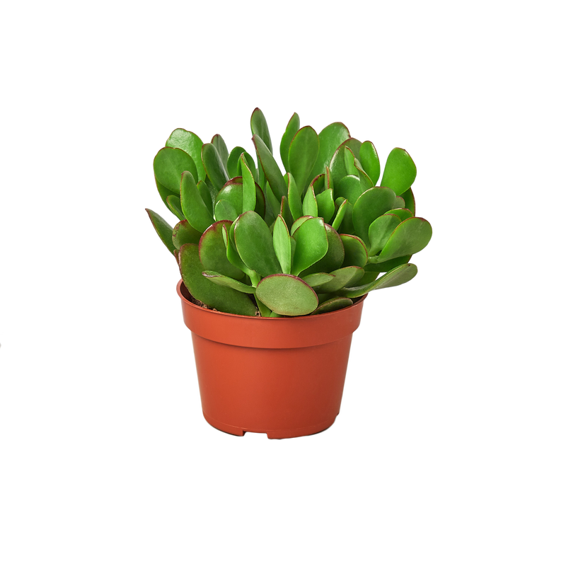 Mystery Succulent Box – A New Surprise Every Month!