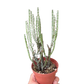 Opuntia basilaris – Prickly Pear Cactus (4" Pot)