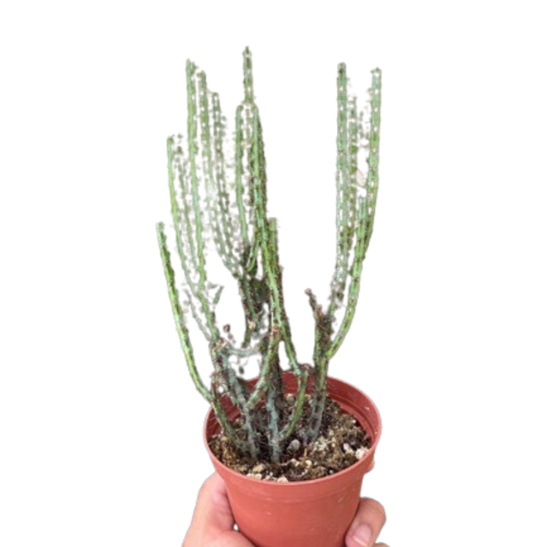 Opuntia basilaris – Prickly Pear Cactus (4" Pot)