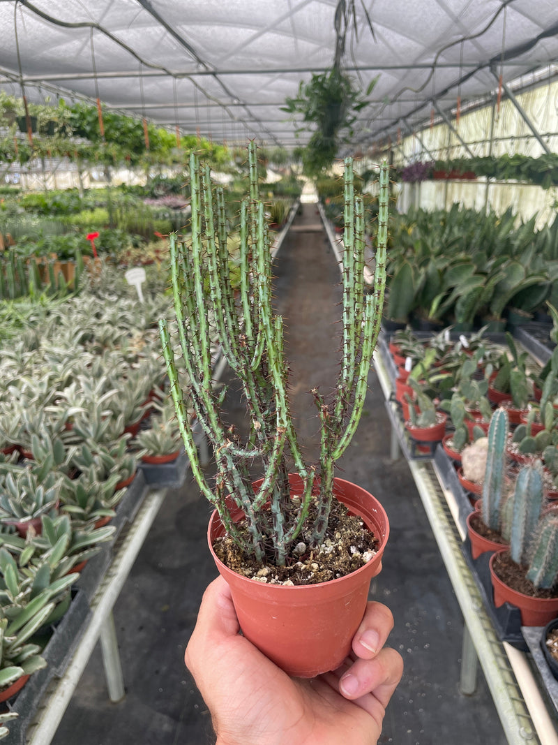 Opuntia basilaris – Prickly Pear Cactus (4" Pot)