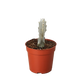 Succulent Euphorbia 'Dragon Bone'