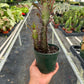 Succulent Euphorbia 'Trigona Rubra'