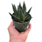 Succulent Gasteria Durban