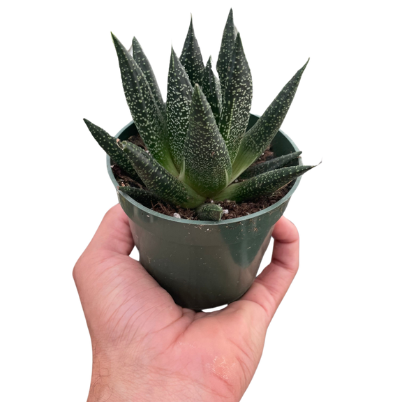 gasteria succulent plant Succulent Gasteria Durban – The Garland Guy