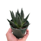 Succulent Gasteria Durban