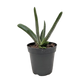 Succulent Gasteria Little Warty