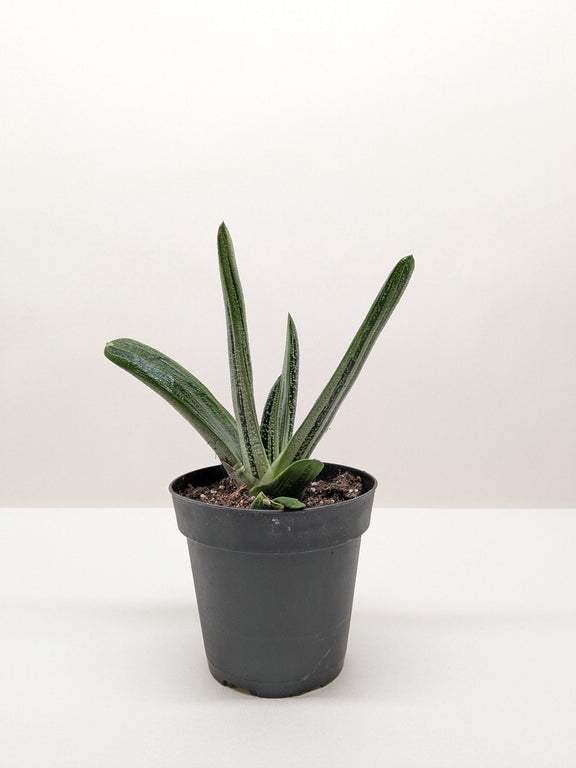 succulent gasteria little warty Succulent Gasteria Little Warty