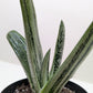Succulent Gasteria Little Warty