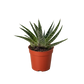 Succulent Gasteria Zimflora