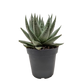 Succulent Haworthia Savanna – Gasteria ‘Little Warty’