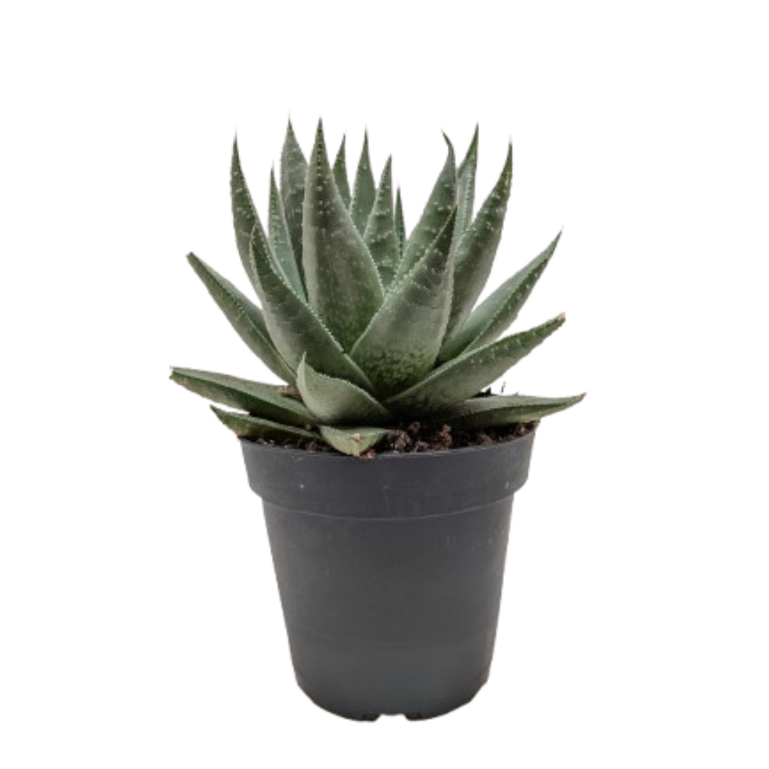 Succulent Haworthia Savanna – Gasteria ‘Little Warty’