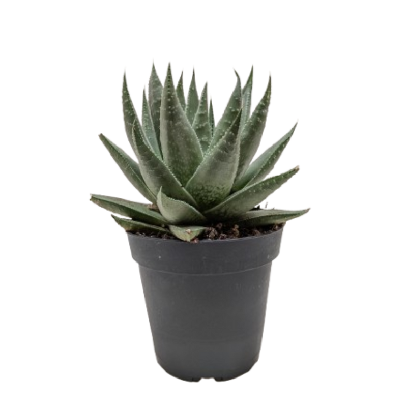 Succulent Haworthia Savanna – Gasteria ‘Little Warty’