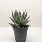 Succulent Haworthia Savanna – Gasteria ‘Little Warty’