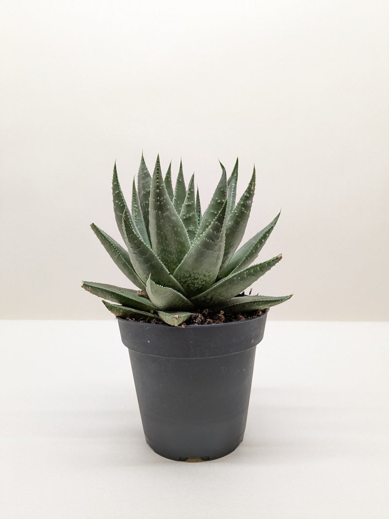 haworthia gasteria succulent Haworthia Savanna 🌿 Gasteria 'Little Warty' – Easy-Care Textured Succulent (4" Pot) – The Garland Guy