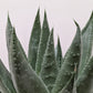 Succulent Haworthia Savanna – Gasteria ‘Little Warty’