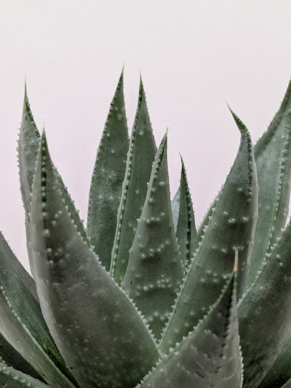 monstrose succulent Haworthia Savanna 🌿 Gasteria 'Little Warty' – Easy-Care Textured Succulent (4" Pot) – The Garland Guy