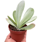 Kalanchoe ‘Flap Jack’ – Paddle Plant (4" Pot)