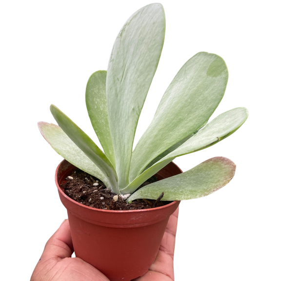 succulent long flat leaves Kalanchoe ‘Flap Jack’ – Paddle Plant (4" Pot)