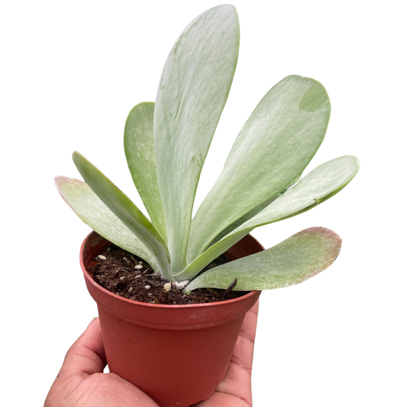 flat jack succulent Kalanchoe ‘Flap Jack’ – Paddle Plant (4" Pot)