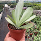 Kalanchoe ‘Flap Jack’ – Paddle Plant (4" Pot)