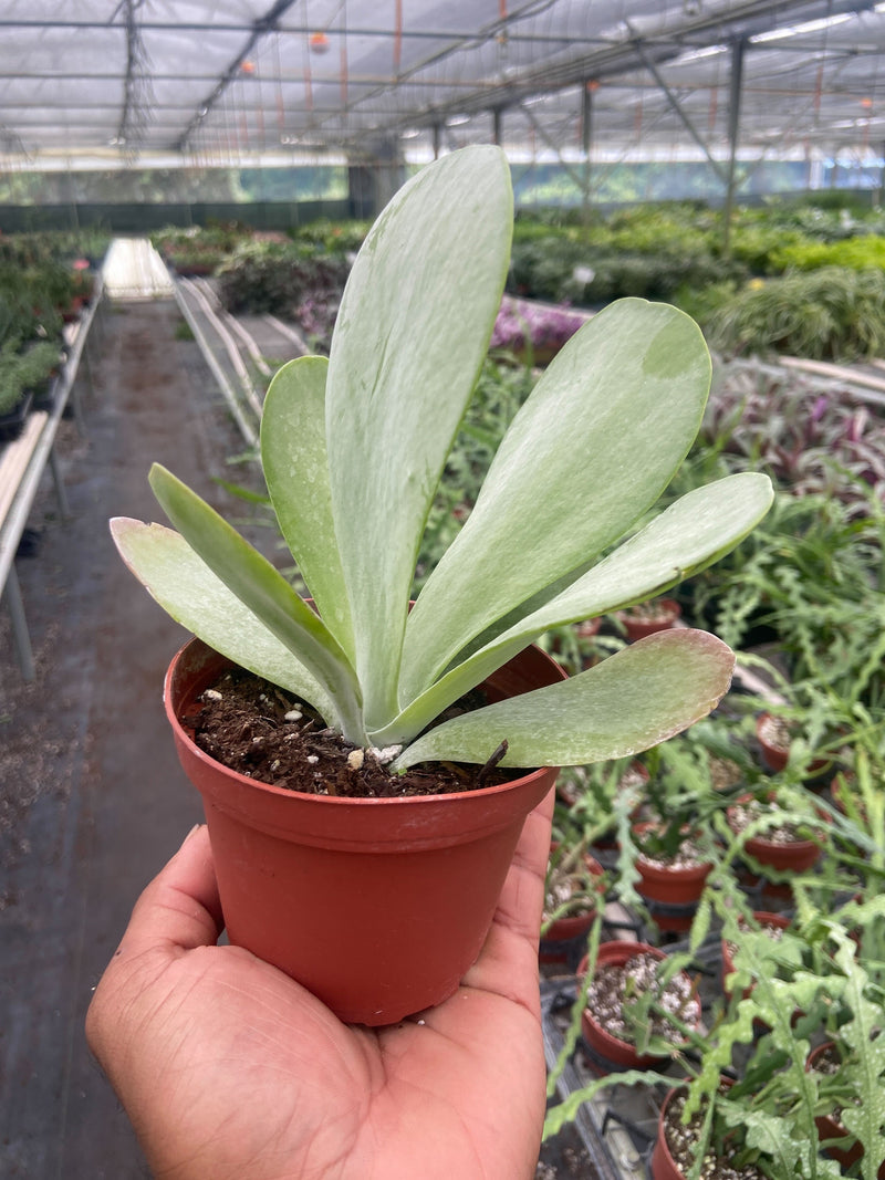 Kalanchoe ‘Flap Jack’ – Paddle Plant (4" Pot)