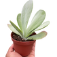 Kalanchoe ‘Flap Jack’ – Paddle Plant (4" Pot)