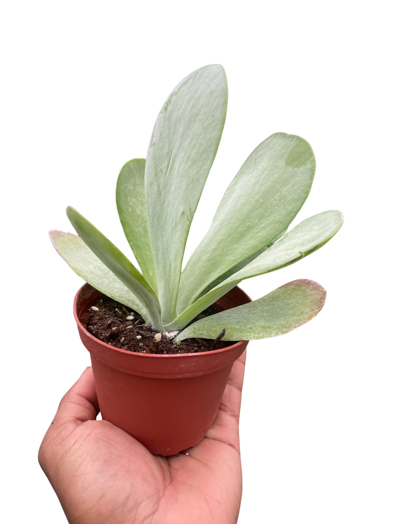 succulent round flat leaves Kalanchoe ‘Flap Jack’ – Paddle Plant (4" Pot)